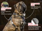 Agitation / Protection Leather Dog Harness for Cane Corso Heavy Duty Training