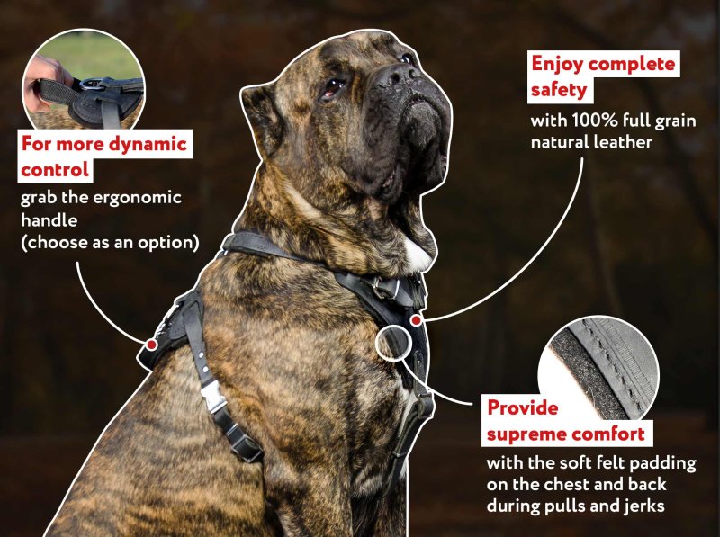 Protection Harness: Cane Corsos Breed Leather Dog Harnesses