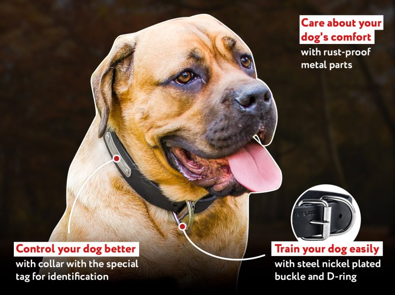 Leather Canine Collar with ID Tag for CANE CORSO