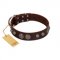 "Choco Brownie" FDT Artisan Brown Leather Cane Corso Collar Adorned with Silver-Like Conchos