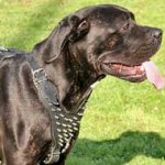 Spiked Leather Cane Corso Harness for Walking in Style