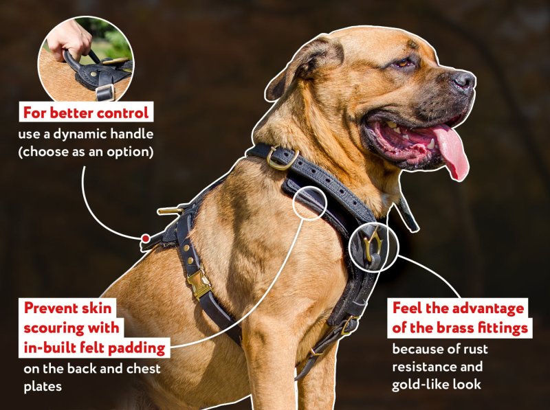 Padded leather deals dog harness