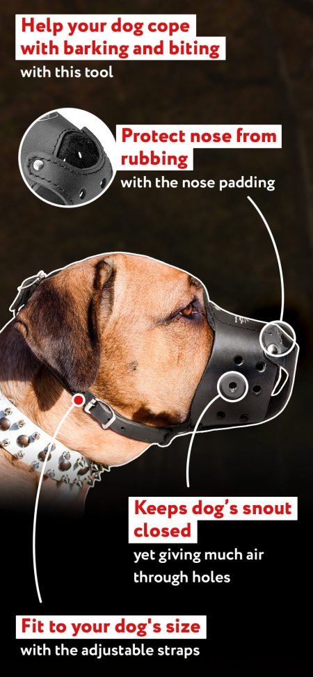dog muzzle harness