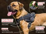 Everyday Nylon Cane Corso Harness for Tracking / Pulling Activities