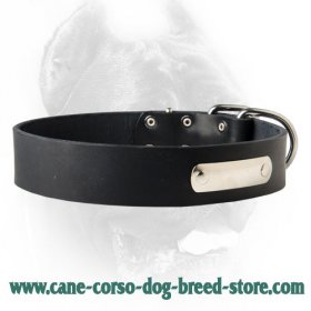 Leather Canine Collar with ID Tag for CANE CORSO  Leather Canine Collar with ID Tag for CANE CORSO