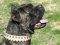 Leather Spiked Dog Collar for Cane Corso-Italian Mastiff collar