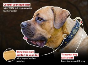 Royal Nappa Leather Padded Dog Collar for Cane Corso