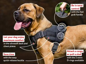Everyday Nylon Cane Corso Harness for Tracking / Pulling Activities