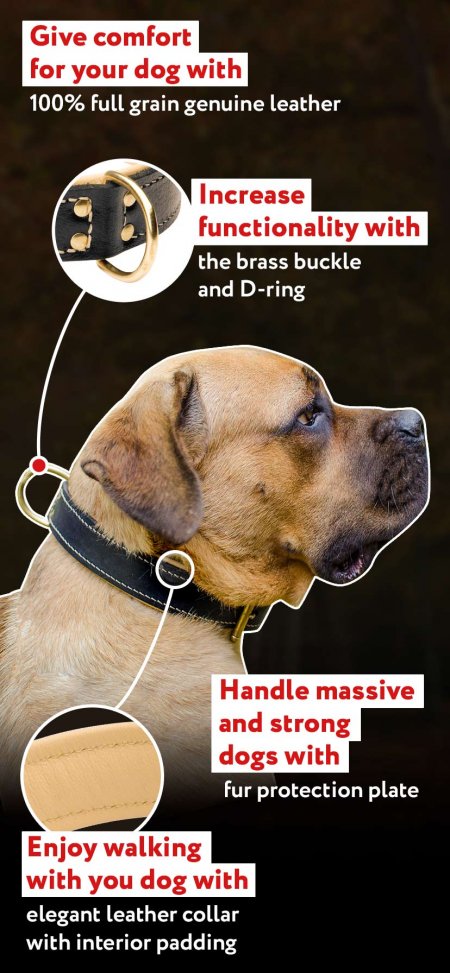 best buy dog collar