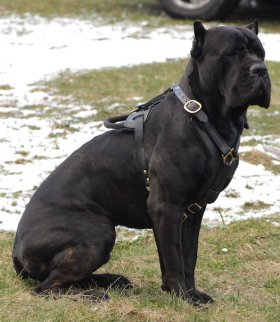 Handcrafted Padded Leather Cane Corso Harness