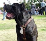 Luxury Handcrafted Leather Dog Harness for Cane Corso