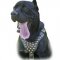 Exclusive Studded Leather Dog Harness-Superior Cane Corso Multitask Harness