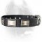 New Designer Dog Collar with Large Nickel Plates for Cane Corso