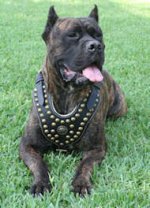 Royal Design Studded Leather Cane Corso Harness