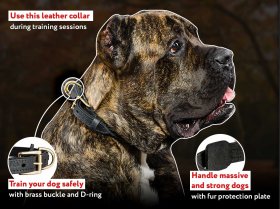 Stylish Braided Leather Cane Corso Collar for Showy Walks