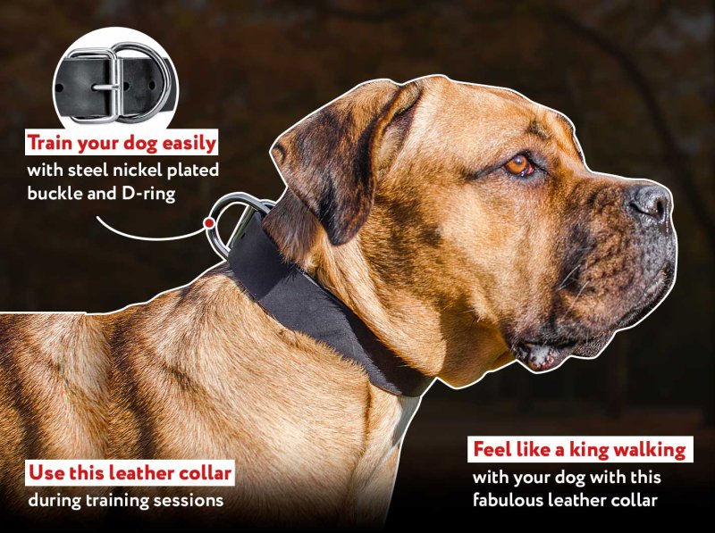Wide Leather Dog Collar-1 1/2 Inch Cane Corso Dog Collar