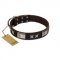 "Satin Beauts" FDT Artisan Brown Leather Cane Corso Collar with Stars and Plates