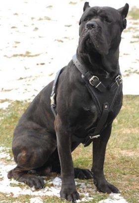 Agitation / Protection Leather Dog Harness for Cane Corso Heavy Duty Training