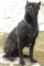 Agitation / Protection Leather Dog Harness for Cane Corso Heavy Duty Training