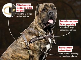 Small Adjustable Leather Harness for Large Breed Puppies