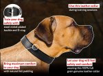 Leather dog collar padded with thick felt - best dog collar
