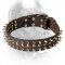 War Design Leather Cane Corso Collar with Spikes and Half-Ball Studs