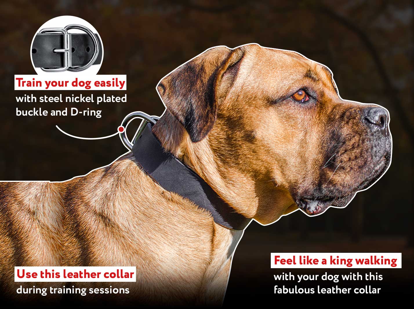 Wide Leather Dog Collar1 1/2 Inch Cane Corso Dog Collar Cane Corso