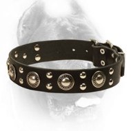 Fancy Design Studded Leather Cane Corso Collar