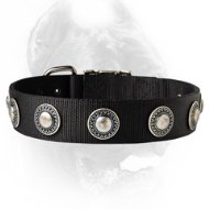 Wide Nylon Dog collar Decorated with Silver Looking Conchos