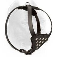 Puppy Leather Cane Corso Harness with Studs