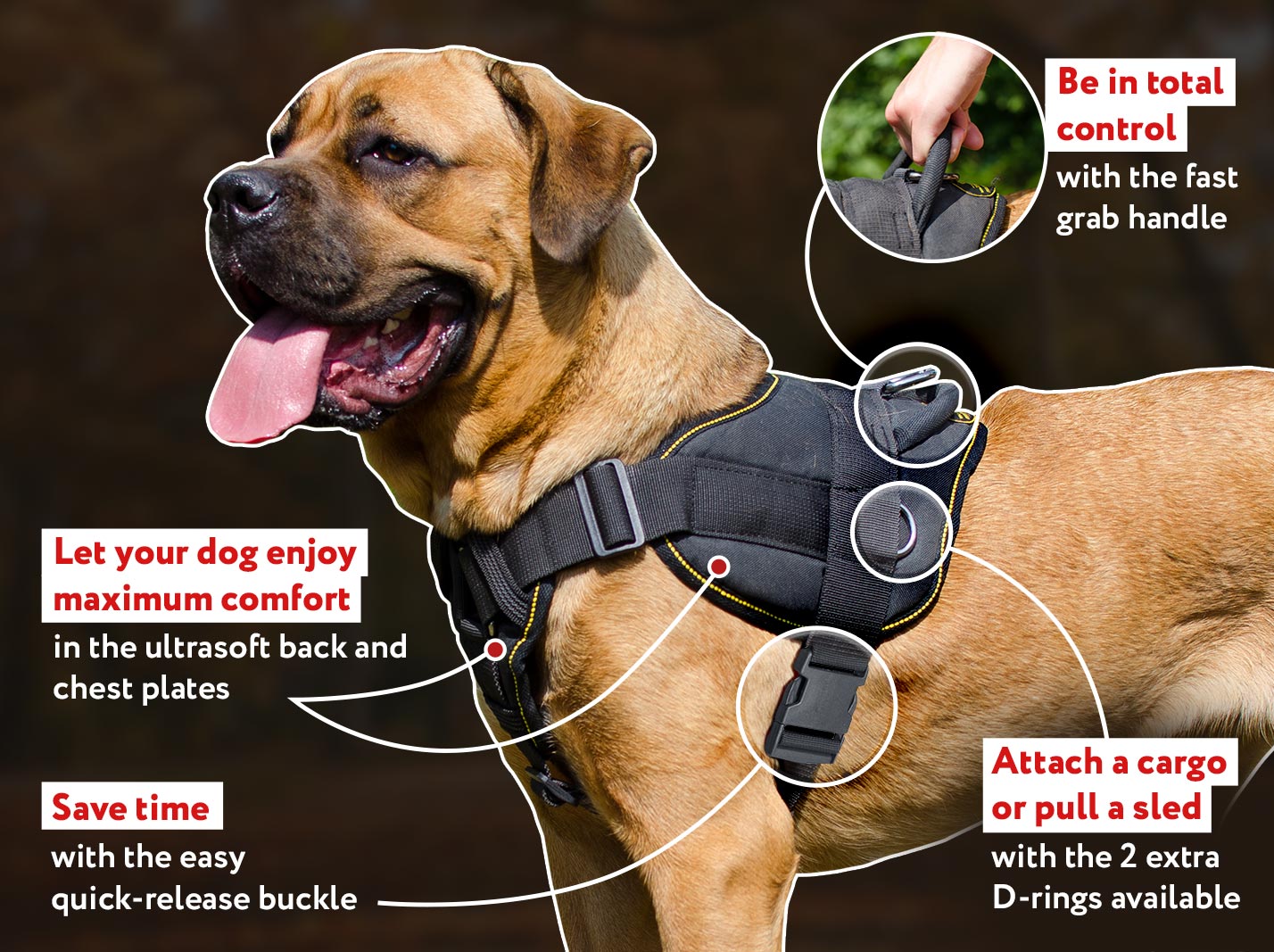 Cane Corso Breed: Dog Muzzle, Harness, Collar, Leash, Toys, Bite Sleeve