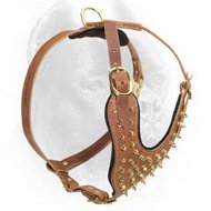 Gorgeous Design Leather Cane Corso Harness with Brass Spikes