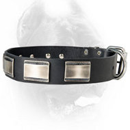 New Designer Dog Collar with Large Nickel Plates for Cane Corso