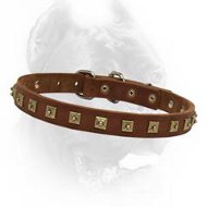 Stunning Leather Dog Collar with Brass Studs for Cane Corso Dog