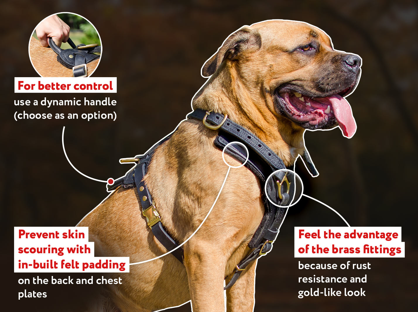 cane corso harness