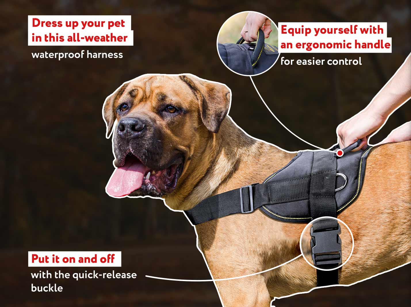 are cane corso good for hiking