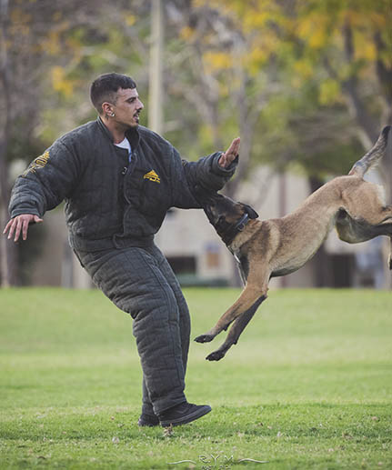 cane corso full protection bite suit black