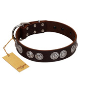 "High and Mighty" FDT Artisan Classy Brown Leather Cane Corso Collar with Embellished Brooches