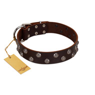 "Blossom Jewel" FDT Artisan Brown Leather Cane Corso Collar with Two Rows of Silver-like Studs with Engraved Flowers