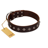 "Boundless Energy" Premium Quality FDT Artisan Brown Designer Leather Cane Corso Collar with Small Pyramids