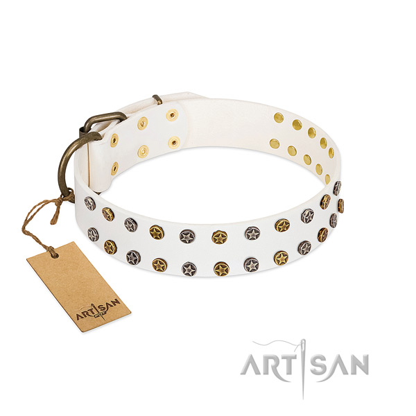 Stunning full grain leather dog collar with corrosion proof studs