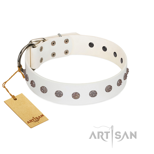 Comfy wearing natural leather dog collar with trendy studs