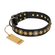 "Gold Mine" FDT Artisan Black Leather Cane Corso Collar with Amazing Bronze-Plated Round Studs