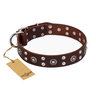 "Pirate Treasure" FDT Artisan Exciting Brown Leather Cane Corso Collar with Studs