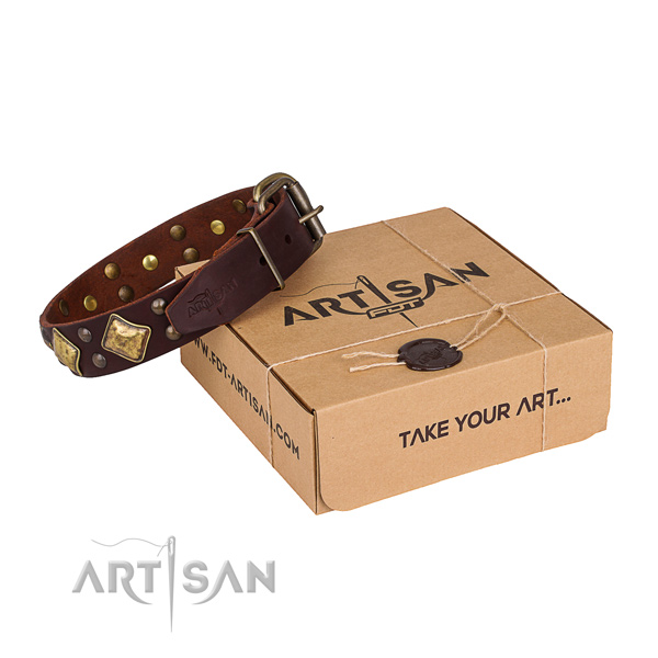 Fancy walking dog collar with Unique corrosion proof embellishments