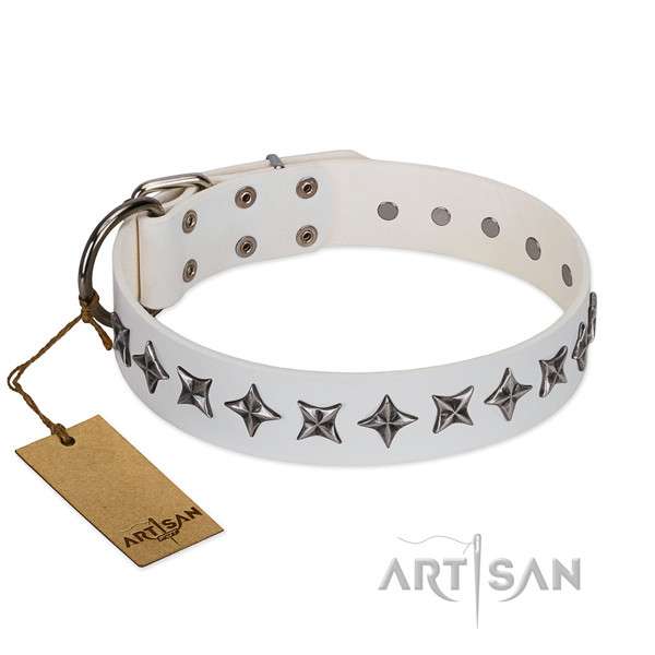 Everyday walking dog collar of high quality full grain leather with studs