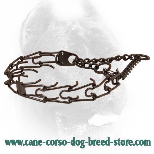 Black Dog Pinch Collar of Stainless Steel