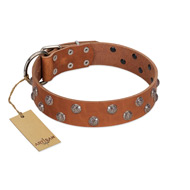 "Waltz of the Flowers" Handmade FDT Artisan Tan Leather Cane Corso Collar with Chrome-plated Engraved Studs