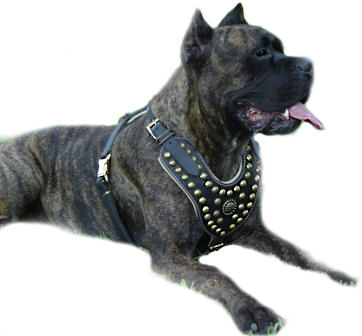 https://www.cane-corso-dog-breed-store.com/images/cane-corso-dog-harness-cane-corso-mastiff-one.jpg