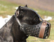 Cane corso dog muzzle